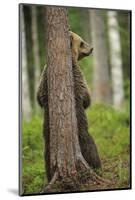 Eurasian Brown Bear (Ursus Arctos) Rubbing Back Against Tree, Suomussalmi, Finland, July 2008-Widstrand-Mounted Photographic Print
