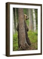 Eurasian Brown Bear (Ursus Arctos) Rubbing Back Against Tree, Suomussalmi, Finland, July 2008-Widstrand-Framed Photographic Print