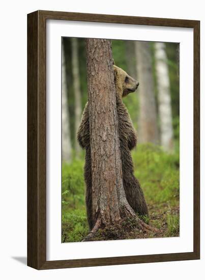 Eurasian Brown Bear (Ursus Arctos) Rubbing Back Against Tree, Suomussalmi, Finland, July 2008-Widstrand-Framed Photographic Print