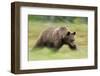 Eurasian Brown Bear (Ursus Arctos) Running, Suomussalmi, Finland, July 2008-Widstrand-Framed Photographic Print