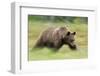 Eurasian Brown Bear (Ursus Arctos) Running, Suomussalmi, Finland, July 2008-Widstrand-Framed Photographic Print