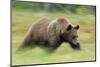 Eurasian Brown Bear (Ursus Arctos) Running, Suomussalmi, Finland, July 2008-Widstrand-Mounted Photographic Print