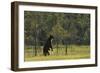 Eurasian Brown Bear (Ursus Arctos) Standing with Water Dripping from its Paws, Kuhmo, Finland-Widstrand-Framed Photographic Print