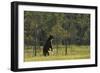 Eurasian Brown Bear (Ursus Arctos) Standing with Water Dripping from its Paws, Kuhmo, Finland-Widstrand-Framed Photographic Print