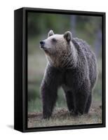 Eurasian Brown Bear (Ursus Arctos) Suomussalmi, Finland, July 2008-Widstrand-Framed Stretched Canvas