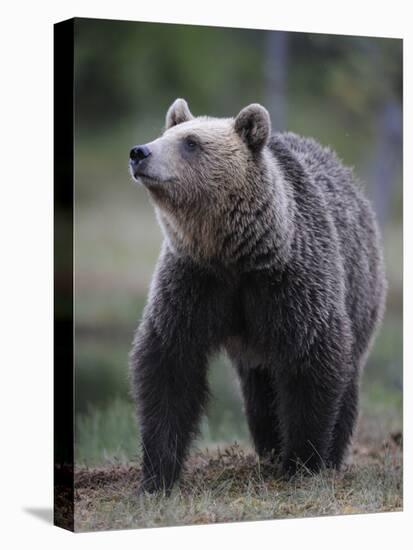 Eurasian Brown Bear (Ursus Arctos) Suomussalmi, Finland, July 2008-Widstrand-Stretched Canvas