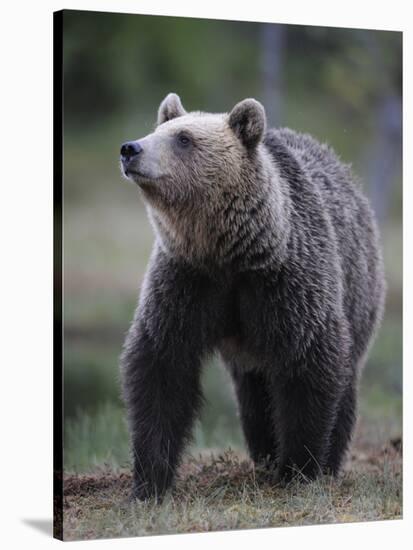 Eurasian Brown Bear (Ursus Arctos) Suomussalmi, Finland, July 2008-Widstrand-Stretched Canvas