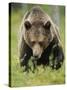 Eurasian Brown Bear (Ursus Arctos) Suomussalmi, Finland, July 2008-Widstrand-Stretched Canvas