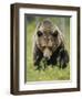 Eurasian Brown Bear (Ursus Arctos) Suomussalmi, Finland, July 2008-Widstrand-Framed Premium Photographic Print