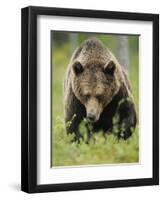 Eurasian Brown Bear (Ursus Arctos) Suomussalmi, Finland, July 2008-Widstrand-Framed Premium Photographic Print