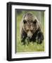 Eurasian Brown Bear (Ursus Arctos) Suomussalmi, Finland, July 2008-Widstrand-Framed Premium Photographic Print