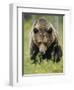 Eurasian Brown Bear (Ursus Arctos) Suomussalmi, Finland, July 2008-Widstrand-Framed Premium Photographic Print