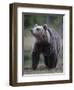 Eurasian Brown Bear (Ursus Arctos) Suomussalmi, Finland, July 2008-Widstrand-Framed Premium Photographic Print