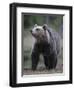 Eurasian Brown Bear (Ursus Arctos) Suomussalmi, Finland, July 2008-Widstrand-Framed Premium Photographic Print