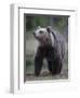 Eurasian Brown Bear (Ursus Arctos) Suomussalmi, Finland, July 2008-Widstrand-Framed Photographic Print