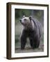 Eurasian Brown Bear (Ursus Arctos) Suomussalmi, Finland, July 2008-Widstrand-Framed Photographic Print