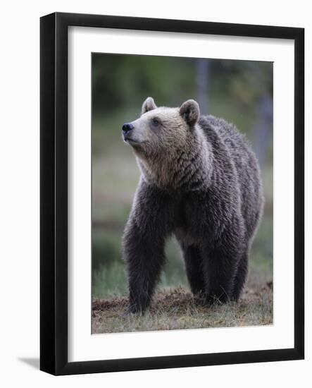 Eurasian Brown Bear (Ursus Arctos) Suomussalmi, Finland, July 2008-Widstrand-Framed Photographic Print