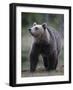 Eurasian Brown Bear (Ursus Arctos) Suomussalmi, Finland, July 2008-Widstrand-Framed Photographic Print