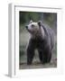 Eurasian Brown Bear (Ursus Arctos) Suomussalmi, Finland, July 2008-Widstrand-Framed Photographic Print