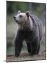 Eurasian Brown Bear (Ursus Arctos) Suomussalmi, Finland, July 2008-Widstrand-Mounted Photographic Print