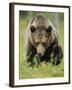 Eurasian Brown Bear (Ursus Arctos) Suomussalmi, Finland, July 2008-Widstrand-Framed Photographic Print