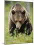 Eurasian Brown Bear (Ursus Arctos) Suomussalmi, Finland, July 2008-Widstrand-Mounted Photographic Print