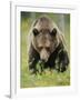 Eurasian Brown Bear (Ursus Arctos) Suomussalmi, Finland, July 2008-Widstrand-Framed Photographic Print