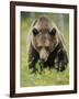 Eurasian Brown Bear (Ursus Arctos) Suomussalmi, Finland, July 2008-Widstrand-Framed Photographic Print