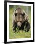 Eurasian Brown Bear (Ursus Arctos) Suomussalmi, Finland, July 2008-Widstrand-Framed Photographic Print