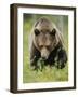 Eurasian Brown Bear (Ursus Arctos) Suomussalmi, Finland, July 2008-Widstrand-Framed Photographic Print