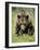 Eurasian Brown Bear (Ursus Arctos) Suomussalmi, Finland, July 2008-Widstrand-Framed Photographic Print