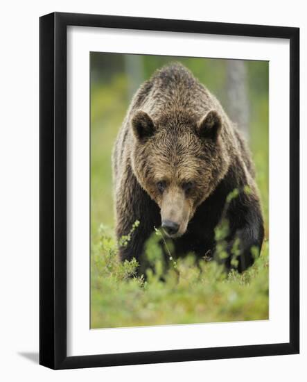 Eurasian Brown Bear (Ursus Arctos) Suomussalmi, Finland, July 2008-Widstrand-Framed Photographic Print