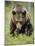 Eurasian Brown Bear (Ursus Arctos) Suomussalmi, Finland, July 2008-Widstrand-Mounted Photographic Print