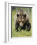 Eurasian Brown Bear (Ursus Arctos) Suomussalmi, Finland, July 2008-Widstrand-Framed Photographic Print