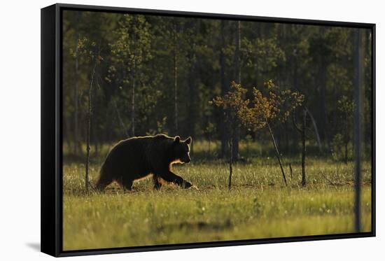 Eurasian Brown Bear (Ursus Arctos) Walking, Kuhmo, Finland, July 2008-Widstrand-Framed Stretched Canvas