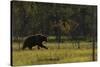 Eurasian Brown Bear (Ursus Arctos) Walking, Kuhmo, Finland, July 2008-Widstrand-Stretched Canvas