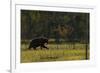 Eurasian Brown Bear (Ursus Arctos) Walking, Kuhmo, Finland, July 2008-Widstrand-Framed Photographic Print