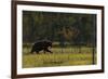 Eurasian Brown Bear (Ursus Arctos) Walking, Kuhmo, Finland, July 2008-Widstrand-Framed Photographic Print