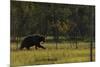 Eurasian Brown Bear (Ursus Arctos) Walking, Kuhmo, Finland, July 2008-Widstrand-Mounted Photographic Print