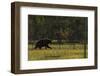 Eurasian Brown Bear (Ursus Arctos) Walking, Kuhmo, Finland, July 2008-Widstrand-Framed Photographic Print