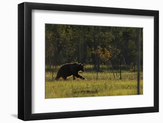 Eurasian Brown Bear (Ursus Arctos) Walking, Kuhmo, Finland, July 2008-Widstrand-Framed Photographic Print