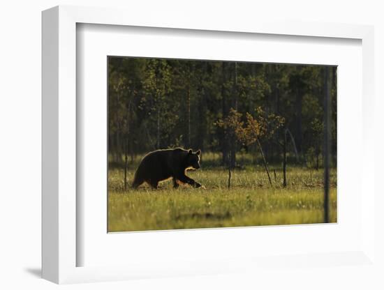 Eurasian Brown Bear (Ursus Arctos) Walking, Kuhmo, Finland, July 2008-Widstrand-Framed Photographic Print