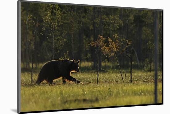 Eurasian Brown Bear (Ursus Arctos) Walking, Kuhmo, Finland, July 2008-Widstrand-Mounted Photographic Print