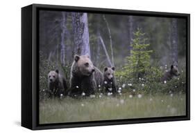 Eurasian Brown Bear (Ursus Arctos) with Three Cubs, Suomussalmi, Finland, July 2008-Widstrand-Framed Stretched Canvas