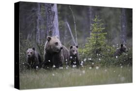 Eurasian Brown Bear (Ursus Arctos) with Three Cubs, Suomussalmi, Finland, July 2008-Widstrand-Stretched Canvas