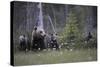 Eurasian Brown Bear (Ursus Arctos) with Three Cubs, Suomussalmi, Finland, July 2008-Widstrand-Stretched Canvas