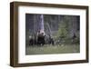 Eurasian Brown Bear (Ursus Arctos) with Three Cubs, Suomussalmi, Finland, July 2008-Widstrand-Framed Premium Photographic Print