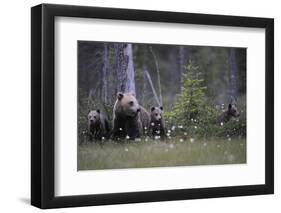 Eurasian Brown Bear (Ursus Arctos) with Three Cubs, Suomussalmi, Finland, July 2008-Widstrand-Framed Premium Photographic Print