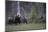 Eurasian Brown Bear (Ursus Arctos) with Three Cubs, Suomussalmi, Finland, July 2008-Widstrand-Mounted Premium Photographic Print
