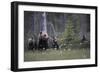 Eurasian Brown Bear (Ursus Arctos) with Three Cubs, Suomussalmi, Finland, July 2008-Widstrand-Framed Photographic Print